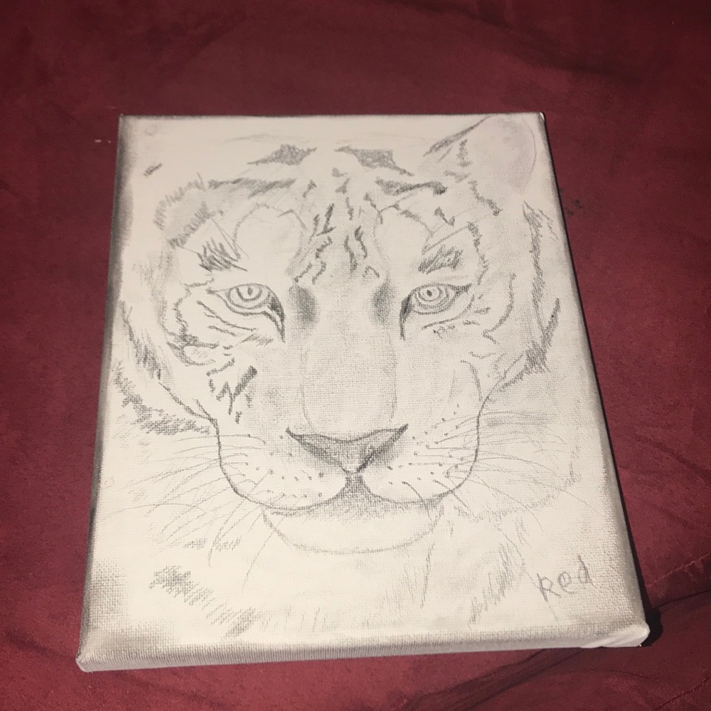 Tiger Drawing by Redouan Doukali